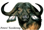 ape Buffalo shoulder  mounted by Peters' Taxidermy